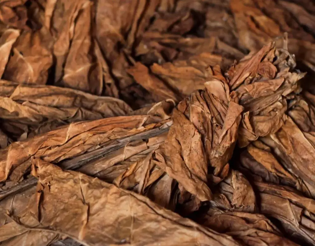 Red Rose One Pound Leaf